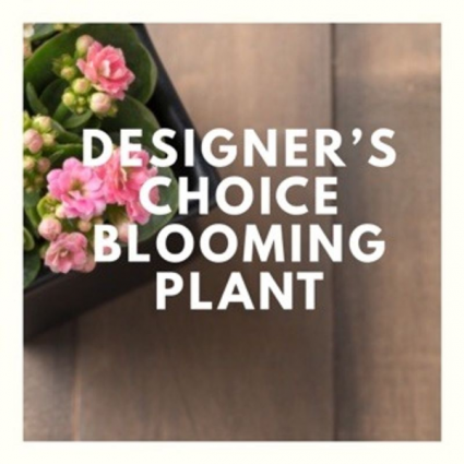 Spring Blooming Plant