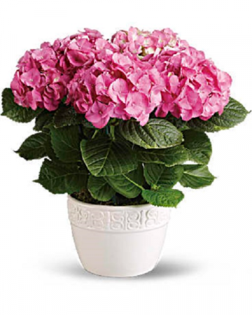 Beautiful Spring Blooming Plant Designer Choice