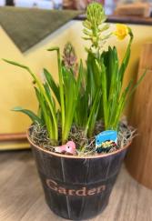 Spring Blooms Bulb Garden Potted Bulbs