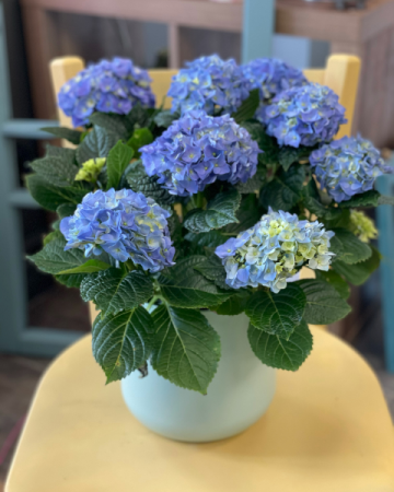 Spring Blue Hydrangea
