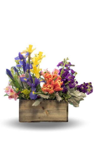 Spring Box
