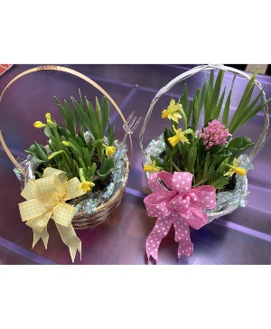 Spring Bulb Baskets Plants