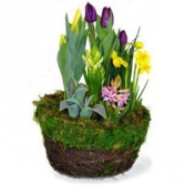 SOLD OUT Spring Bulb Planter  Blooming Plants