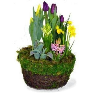 Spring Bulb Planter  Blooming Plants in Whitesboro, NY | KOWALSKI FLOWERS INC.