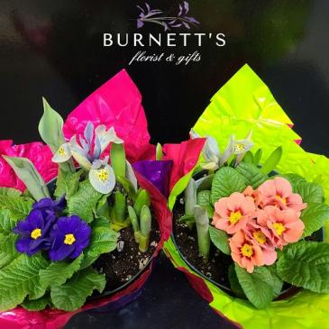 Spring Bulb Dish Garden in Kelowna, BC | Burnett's Florist