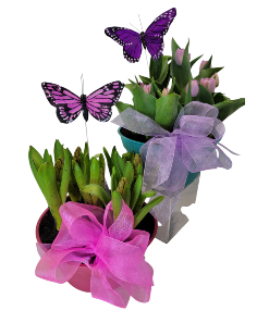 Category Image