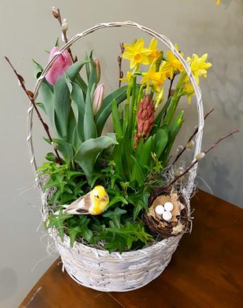Spring Bulb Garden Basket Plant in Endicott, NY | ANGELINE'S FLOWERS & GREENHOUSE