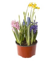 Spring Bulb Garden Blooming Plant
