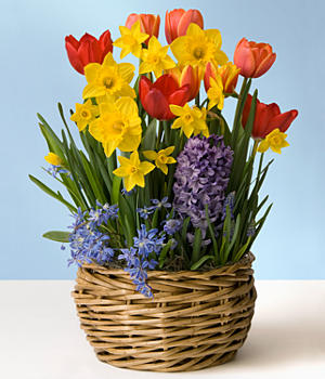 Spring Bulb Garden of Spring Flowers *Containers / flowers may vary