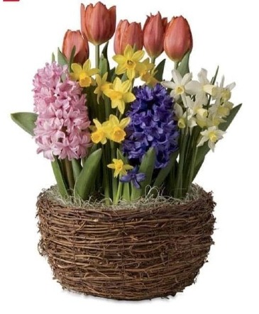 Spring Bulb Garden Flowers in Osage, IA | Osage Floral & Gifts