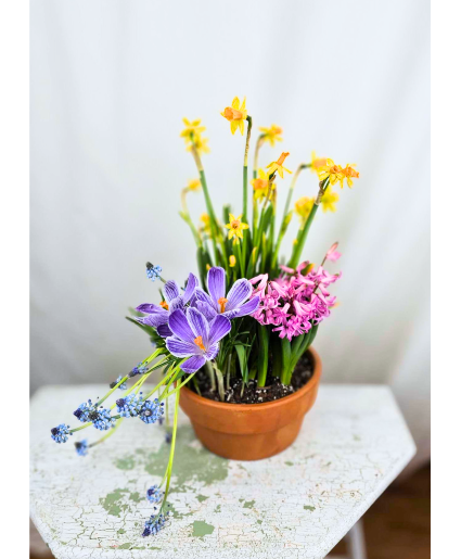 Spring Bulb Garden in Terra Cotta Plants