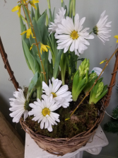 Spring Bulb Garden Plants