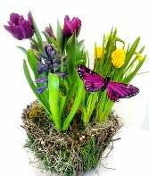 Spring Bulb Garden  Plants