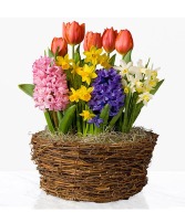 Spring Bulb Planter  