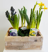 Spring Bulb wooden planter  