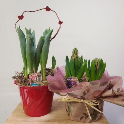 Spring Bulbs Plant