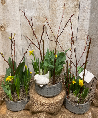 Spring bulbs planter  in ceramic container 