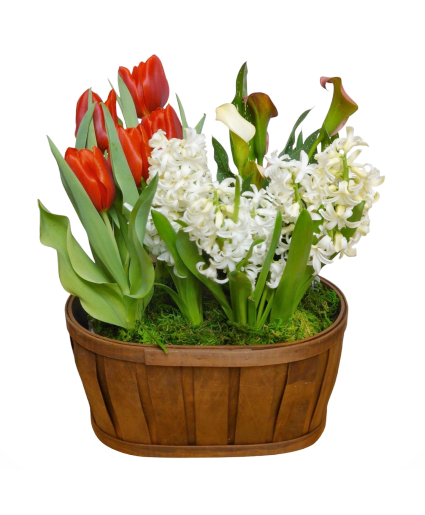 Spring Bulbs Wicker Basket plants