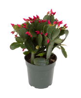 Spring Cactus Plant