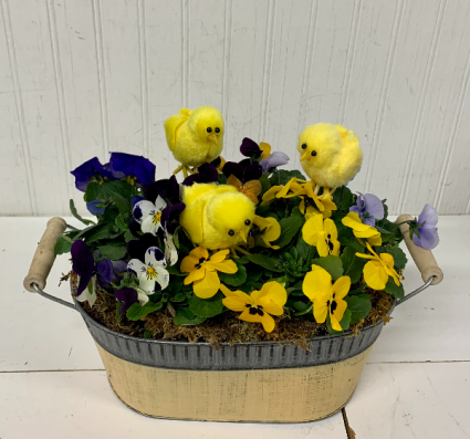Spring Chicks