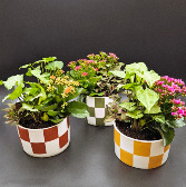 Checkered Fall Dish Garden Planter