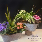 Spring Embossed  Planter