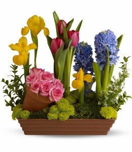 Spring Favorites H149