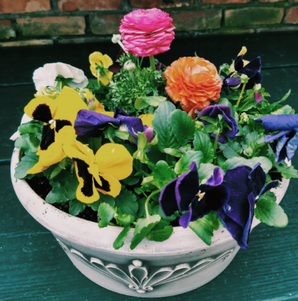 Spring flower planter flowering plants outdoors