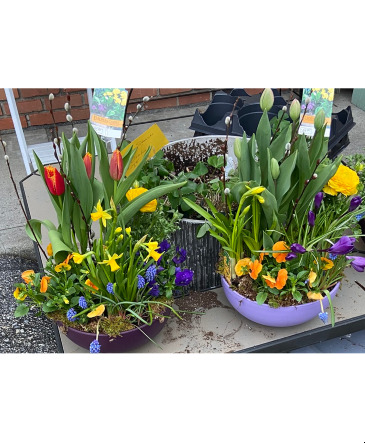 Spring Garden Bowl Dish Garden in Croton On Hudson, NY | Cooke's Little Shoppe Of Flowers