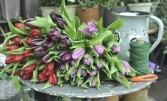 Spring has Arrived 30 stems of cut tulips in cello wrap