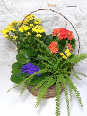 Blooming Butterfly Garden Basket in Largo, FL | Rose Garden Florist Blooming Butterfly Garden Basket in Largo, FL | Rose Garden Florist