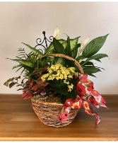 Blooming Basket Blooming basket 
