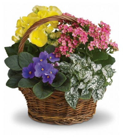 Spring Has Sprung  Blooming Plant Basket