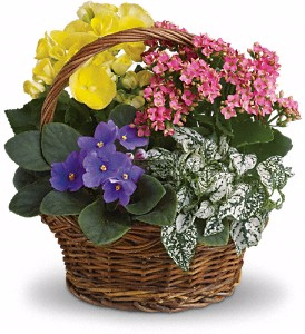 Spring Has Sprung Mixed Basket 