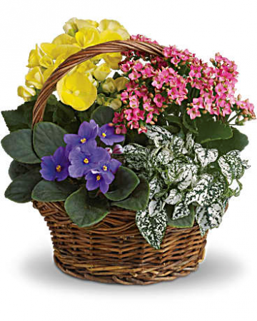 Spring Has Sprung Mixed Plant Basket
