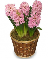 Spring hyacinth  Bulb plant