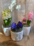 Spring Hyacinths potted plant