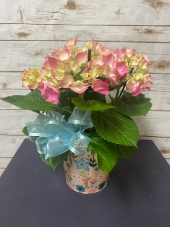 Spring Hydrangea Plant Plant