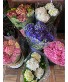 Spring Hydrangeas  