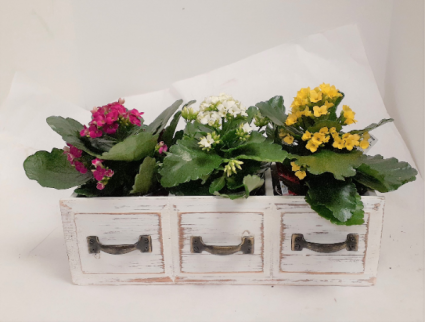 Spring Kalanchoe Collection