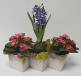 Spring Mix Modern Recidencial and Commercial