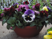 Spring Pansy Bowl Bright and Cheerful
