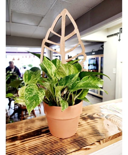 Spring Plant with Trellis Pothos Plant