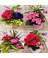 Summer Planter 2025 