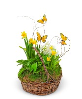 Spring Plants with Butterflies Flower Arrangement