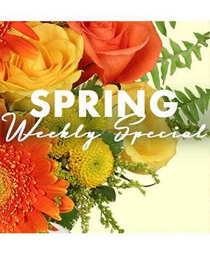 Spring Special Designer's Choice