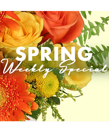 Spring Special Designer's Choice in Charlottesville, VA | PLANTSCAPES FLORIST INC