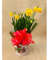 Spring Sunshine Blooming Garden Plant