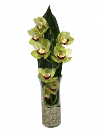 Spring Surprise