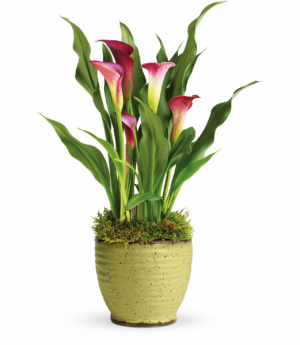 Spring Time Calla Lily Blooming Plant in Tulsa, OK | THE WILD ORCHID FLORIST Spring Time Calla Lily Blooming Plant in Tulsa, OK | THE WILD ORCHID FLORIST